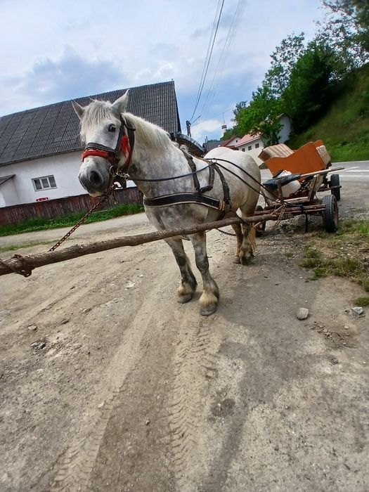 Iapa de 6 ani gestanta