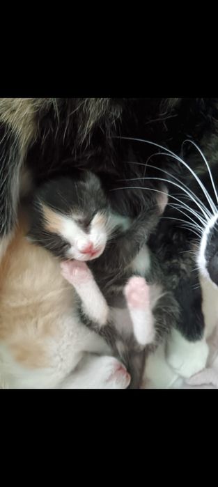 Продам котят (бронь)