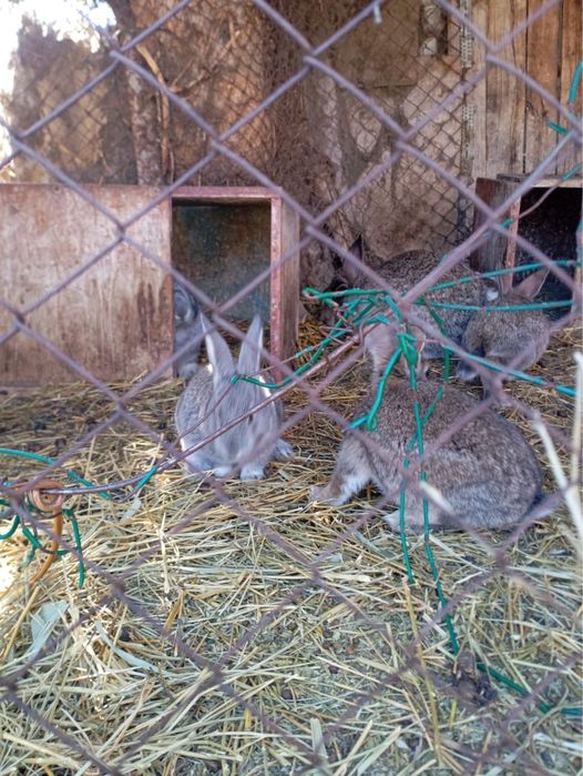 Продам кроликов город Уштобе