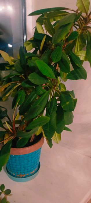 Продам пальму декоративную комнатную