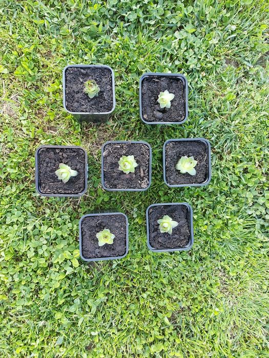 Plante suculente pentru Marturii