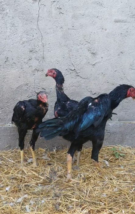 Японские линя Шамо