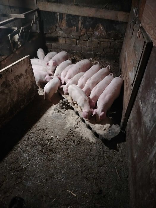 Продавам малки прасета!