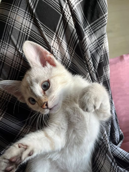 Продам кошечку котенок кошка