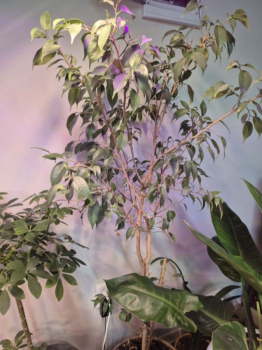 Продам цветы комнатные