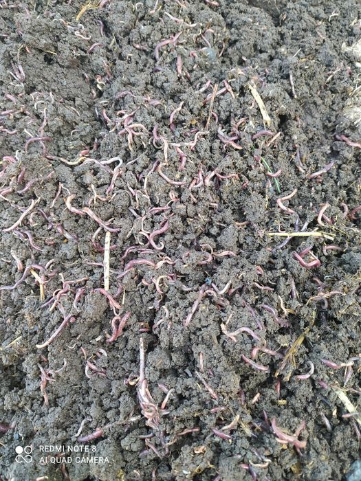 Biogumus va Kaliforniya qizil yomgir chuvalchanglari sotiladi.