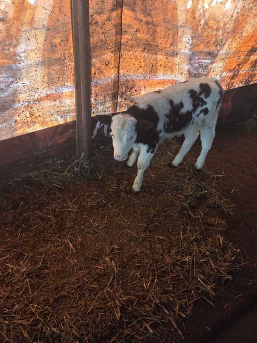 Trei vitele si un vitel de belga