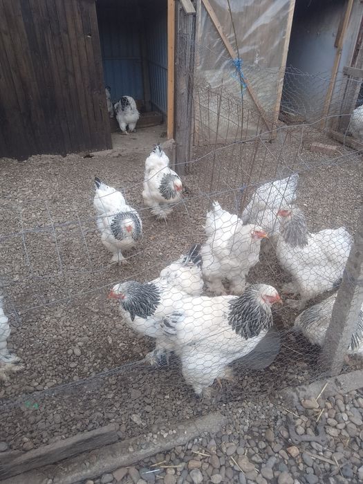 Găini și cocoși Brahma herminat deschis de vînzare mai multe detalii în privat