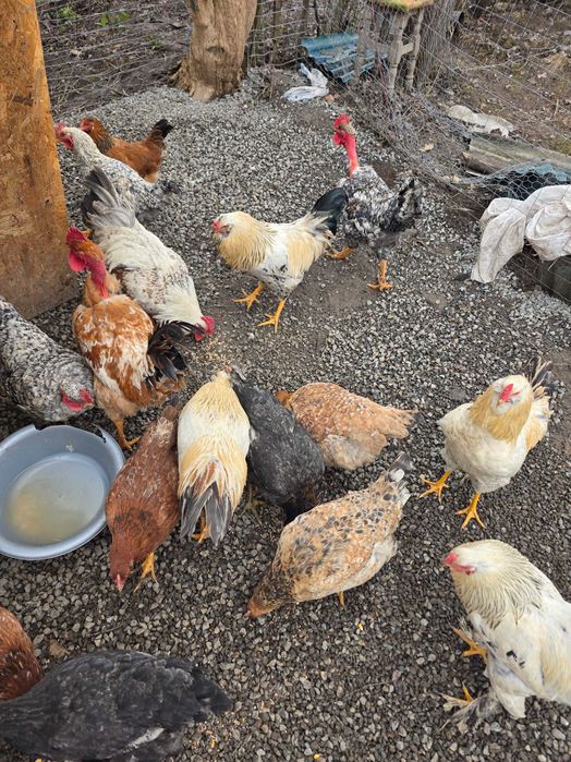 : Vând cocoși crescuți natural