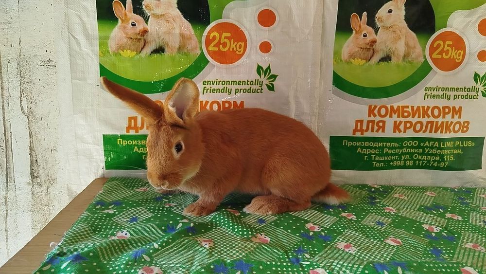 Бургундский кролик Бургунд