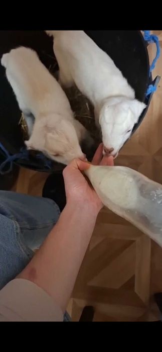 Tapisor metis Saanen de 2 luni