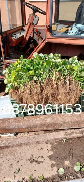 Разсад Ягоди И малини