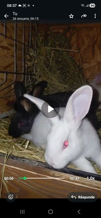 Iepuri hycole francez