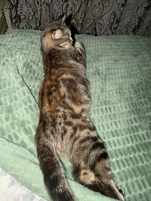 Пропала кошечка