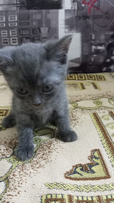 Продам семерых котят