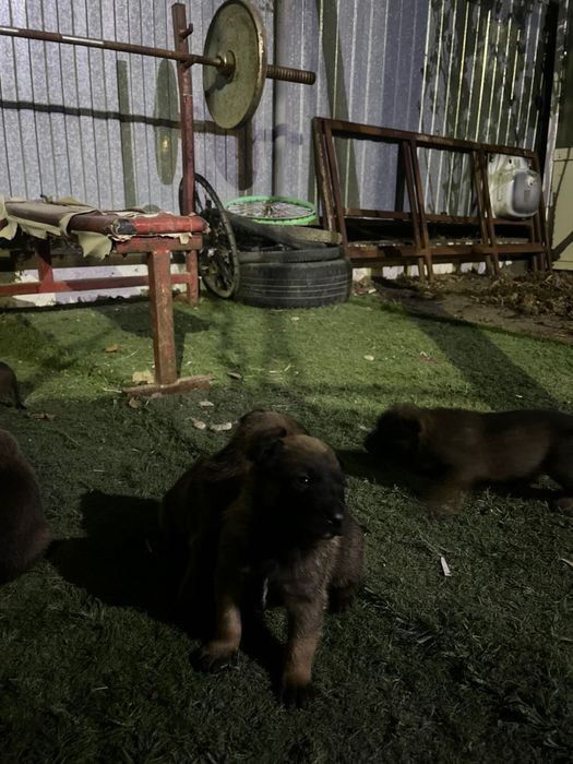 Бельгийская овчарка