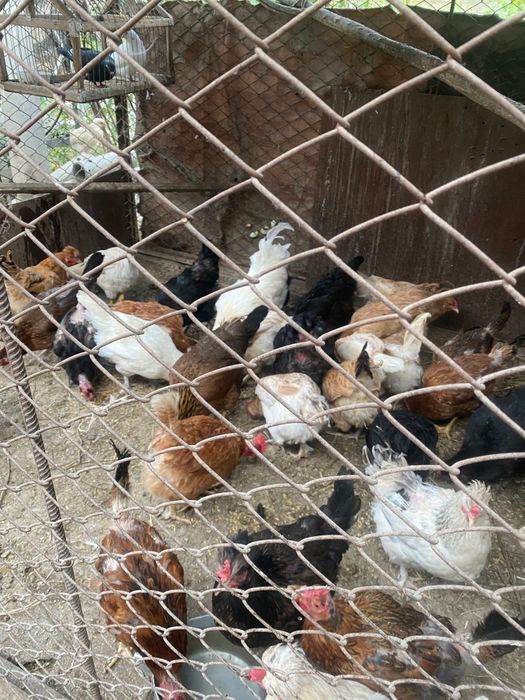Продам племя кур