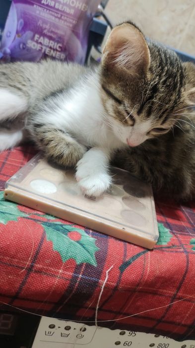 Отдам котят в добрые руки