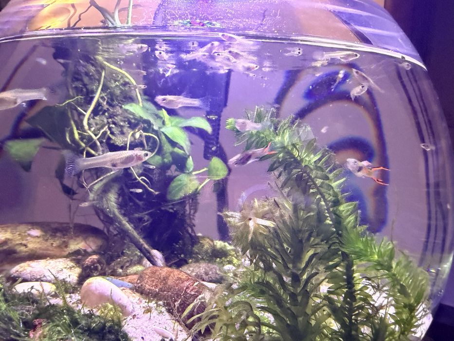 Продавам малки гупи Ендлер (Endler Guppy)