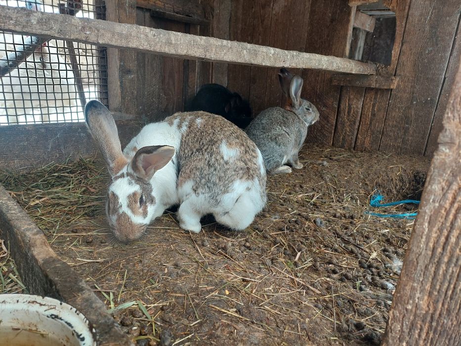 Vand iepuri diferite rase și găinușe de talie mică