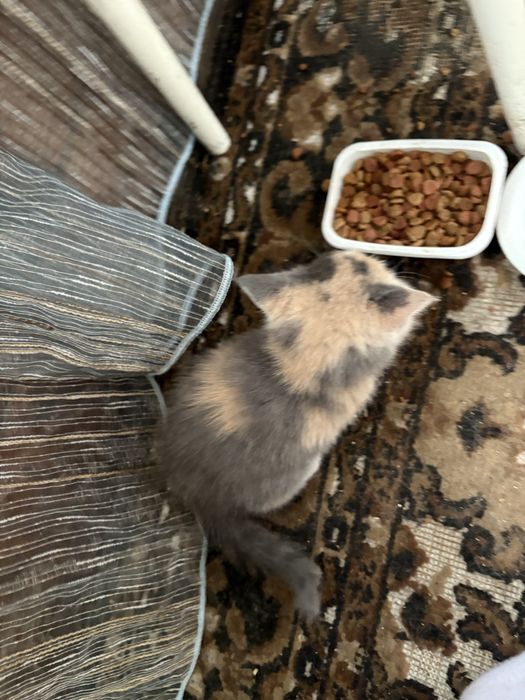 Котенок в добрые руки
