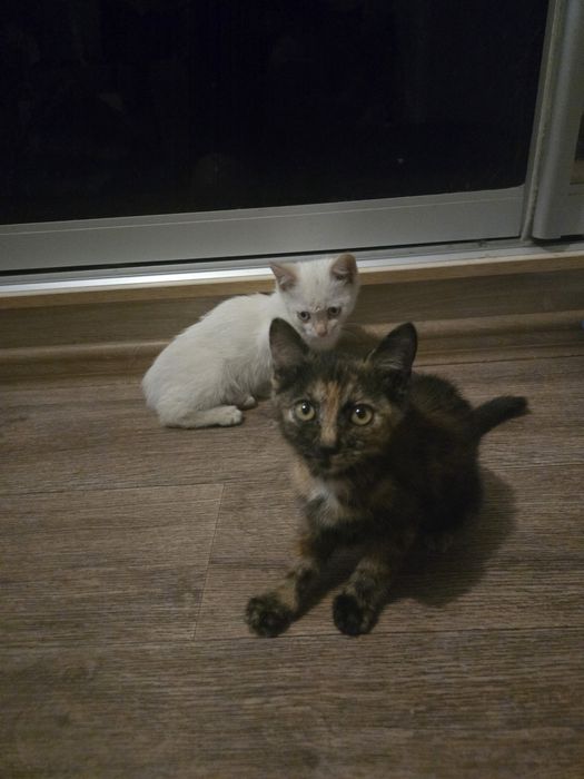 Отдаются милые котята в добрые руки