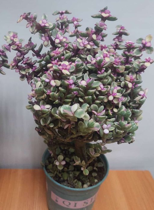 Продам Портулакию Африканскую