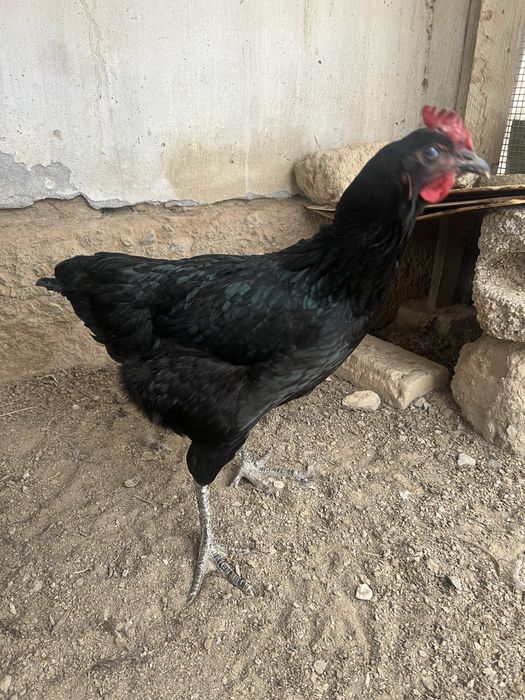 Brama tovuq tuxumlari soriladi.Narxi 10000 so’mdan