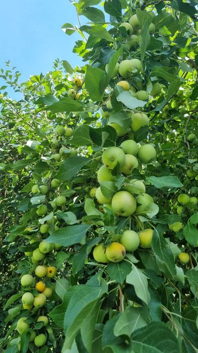 Продам дом в центре города