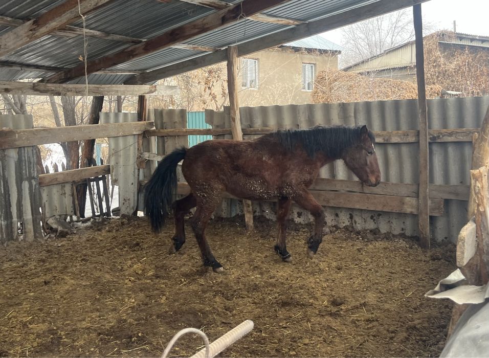 Семиз жылкы, полтарашка