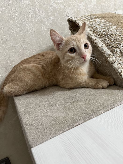 Кот рыжий 4 месяца