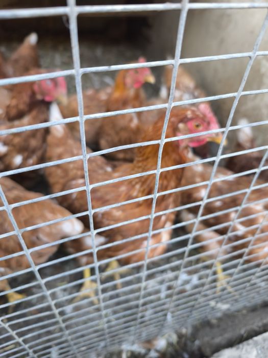 Продам молодых кур Ломанбраун