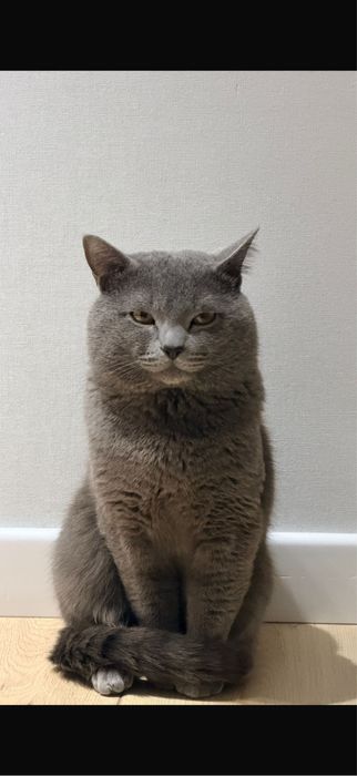 Отдам бесплатно кота британец)