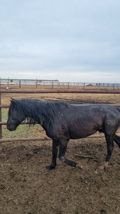 Айғыр сатылады..