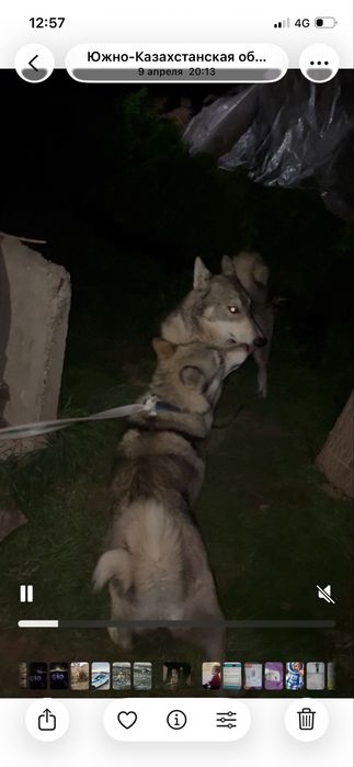 ЗСЛ таза лайка күшіктері