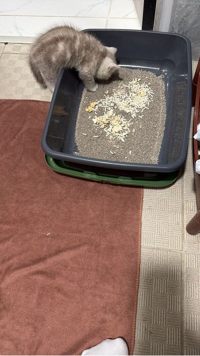 Шотландский котенок