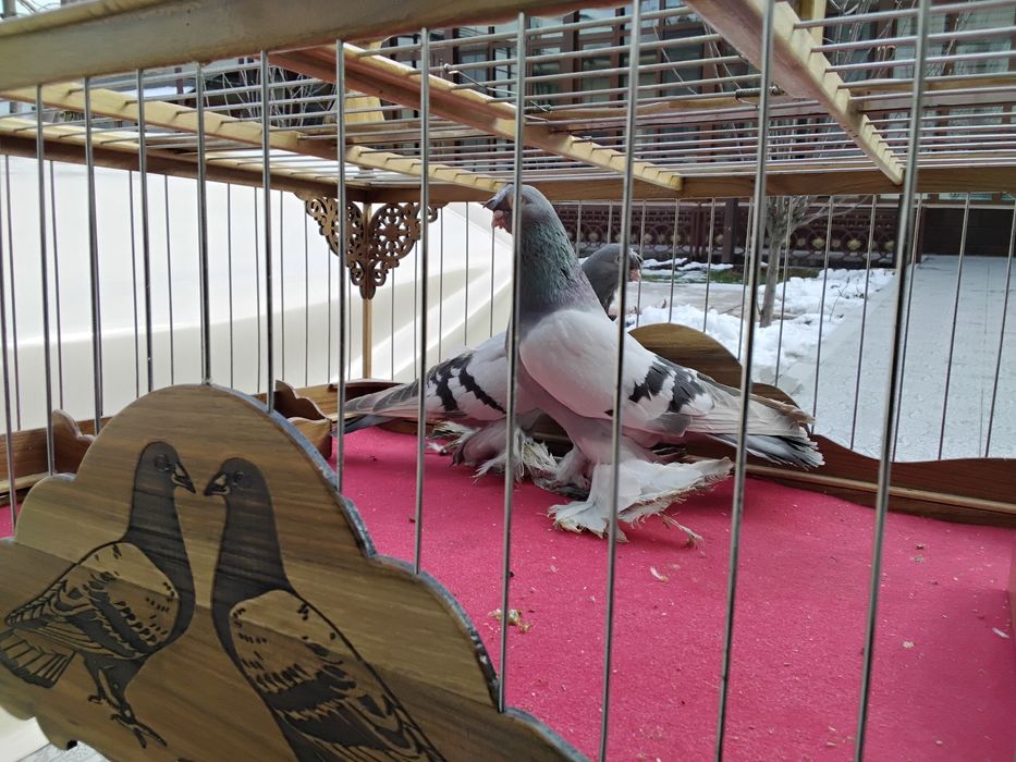 Кабутарлар голуби