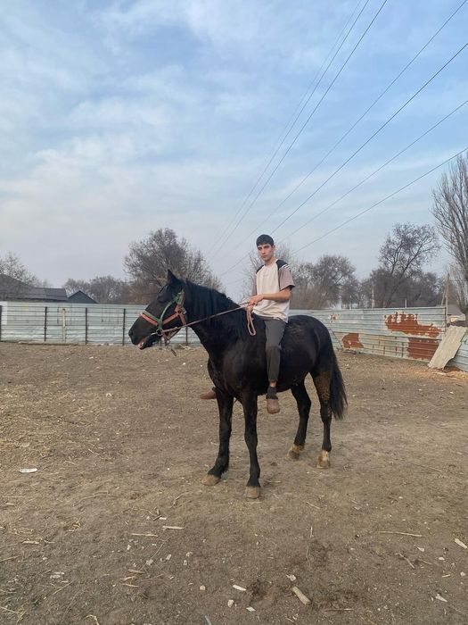 Продам жеребца айгыр.