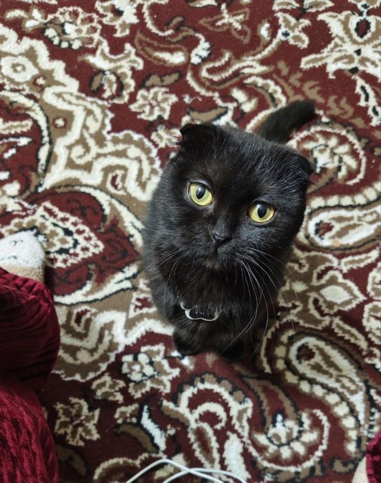 mushuk sotiladi uy mushugi toza