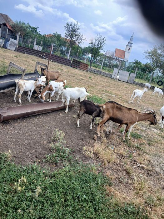 Vand capre  bune de lapte