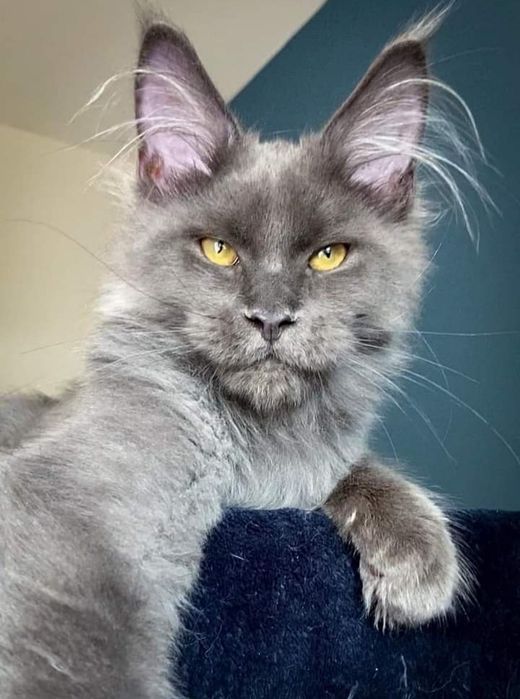 Котята мейнкун продаются