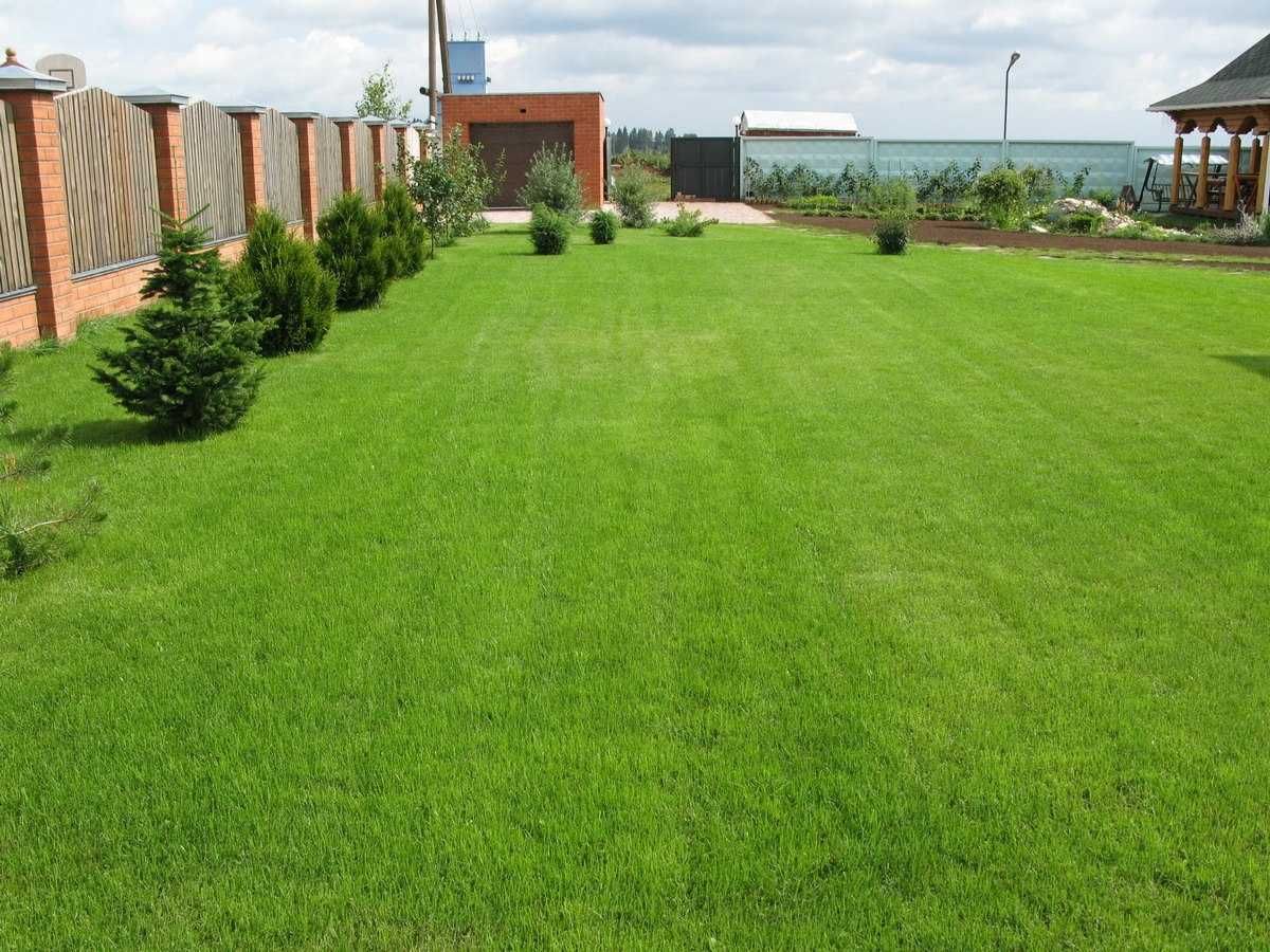 Дачный газон фото Дачный газон фото