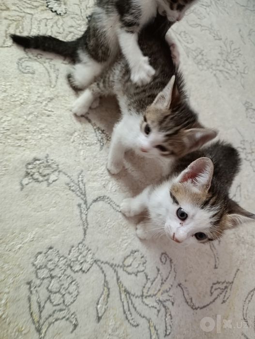Котята милые бесплатно