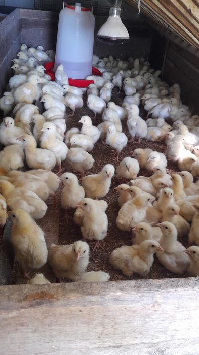 pui rasa de carne si rasa mixta disponibili pe comanda