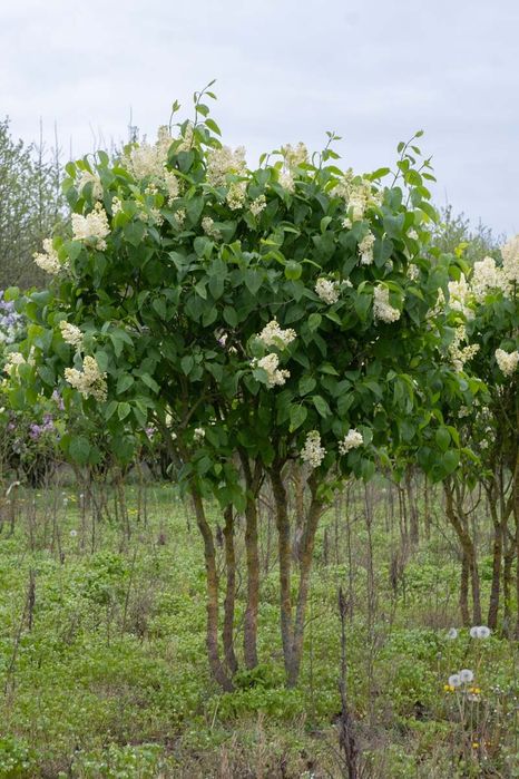 Жълт Люляк ("Primrose")