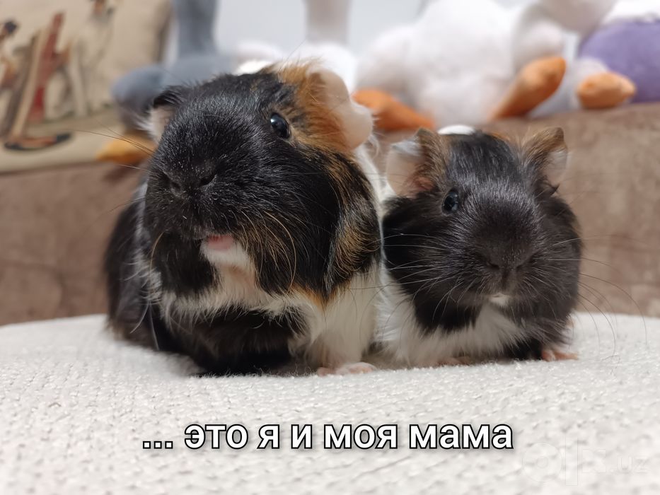 Продается морская свинка