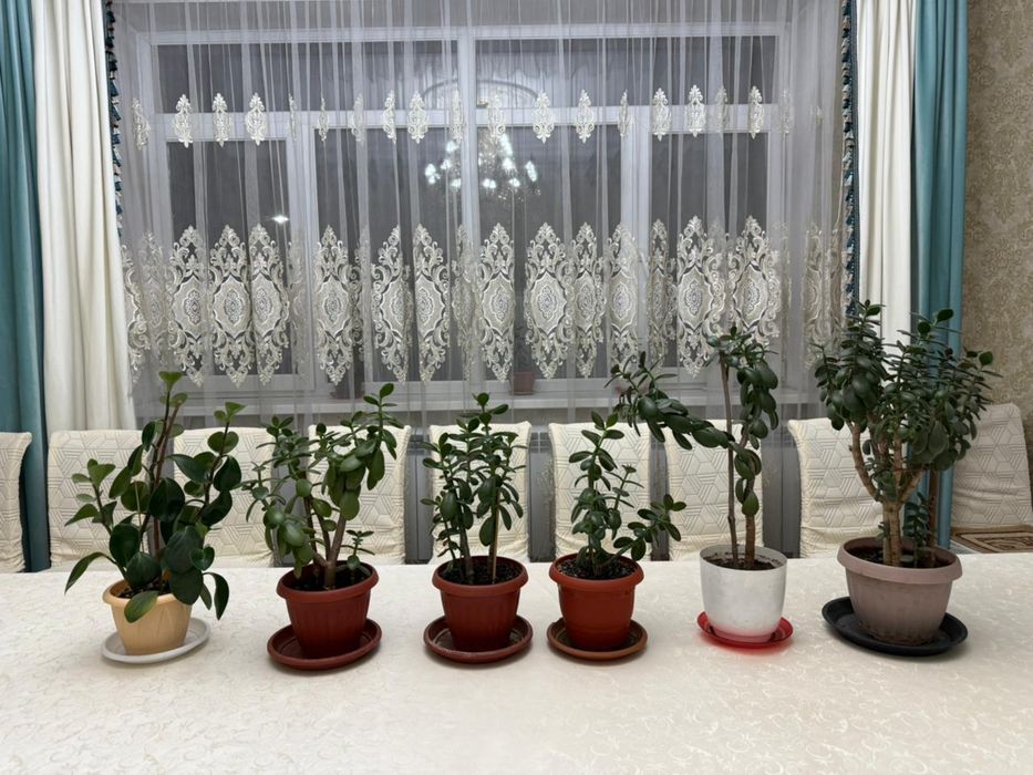 Продаю Комнатные цветы