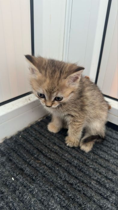 Отдам котят в хорошие руки