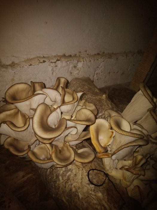 Вешенко ең тұщы гриб шикілей жерге болады