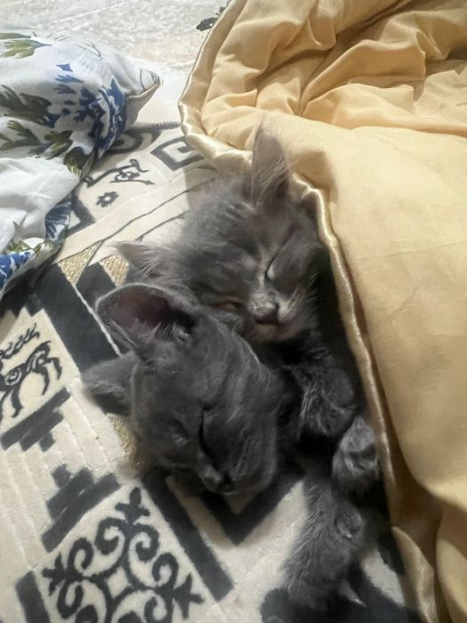 Продаю 2 котенка